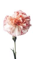 Amazing Image of Beautiful Carnation Flower on Transparent Background. Generative AI. photo