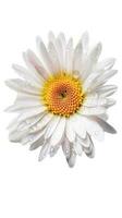 Stunning Image Water Droplets of Blossom Daisy Flower on Transparent Background. Generative AI. photo