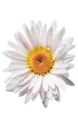 Stunning Image Water Droplets of Blossom Daisy Flower on Transparent Background. . photo