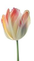 Beautiful Multicolor Tulip Flower on PNG Background. Generative AI. photo