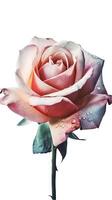 Macro Image, Water Droplets of Rose Flower Stem on Transparent Background. . photo