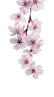 Stunning Image of Cherry or Peach Blossom Branch with Water Drops. Generative AI. photo