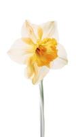 Stunning Image of Yellow Daffodil Flower on Transparent Background. . photo