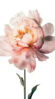 Striking Image of Soft Pink Peony Lactiflora Flower on PNG Background. Generative AI. photo