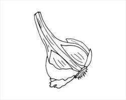 Hand drawn half head of garlic. vector