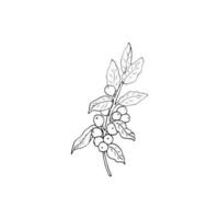 Coffee branch with leaves and berries. vector