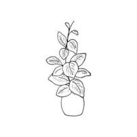 House plant in a pot. vector