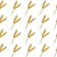 Hand drawn Wheat ears seamless pattern vector