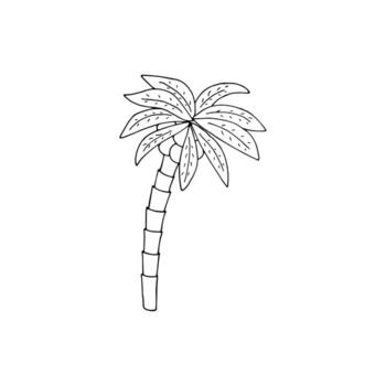 Hand-drawn palm tree with coconuts vector