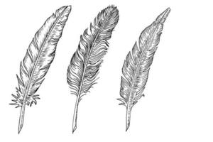 Set of bird feathers. Hand drawn illustration converted to vector. Outline with transparent background photo