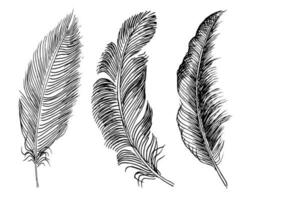 Set of bird feathers. Hand drawn illustration converted to vector. Outline with transparent background photo