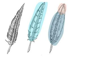 Set of bird feathers. Hand drawn illustration converted to vector. Outline with transparent background photo