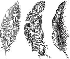 Set of bird feathers. Hand drawn illustration converted to vector. Outline with transparent background vector