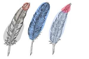 Set of bird feathers. Hand drawn illustration converted to vector. Outline with transparent background photo