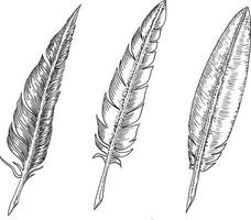 Set of bird feathers. Hand drawn illustration converted to vector. Outline with transparent background vector