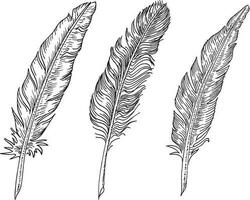 Set of bird feathers. Hand drawn illustration converted to vector. Outline with transparent background vector