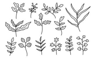 Doodle illustration of branches leaves in different plant. Floral hand drawn line art style. vector