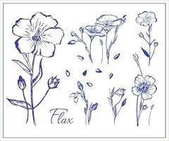 Flax flowers and seeds. Collection of Hand drawn illustrations, editable, vector. vector