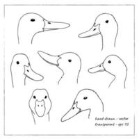 Hand-drawn realistic duck. Set of doodle duck heads. Collection of duck illustration. vector