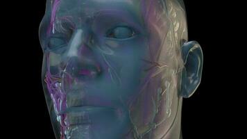 3D medical animation of a human head and skull - Loop video
