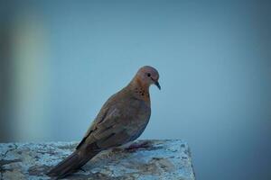 marrón pájaro en gris rock foto