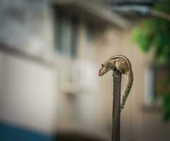 brown squirrel on pole photo