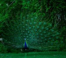 blue and green Peacock standing on grass photo