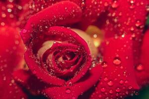 red rose with water droplets photo