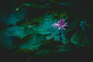 pink lotus flower surrounded by lily pads photo