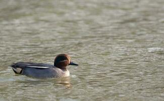 brown and gray duck on water during daytime photo