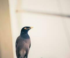 black and grey bird photo