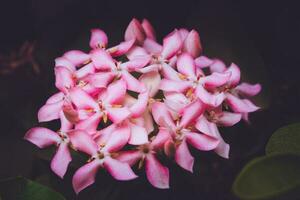 pink and white flower in close up photography photo