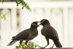 two gray and yellow birds on tree branch photo