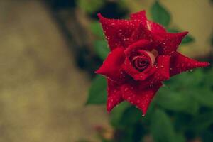 red flower in tilt shift lens photo