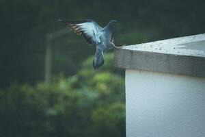 pigeon perched on concrete edge photo