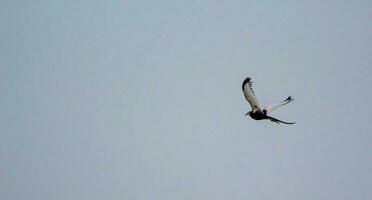 white and black bird on focus photography photo