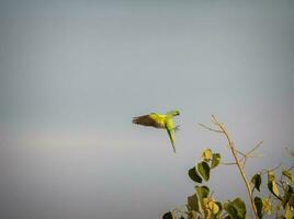 rose ringed parakeet photo