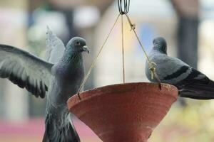 two gray pigeons perching on flower pot photo