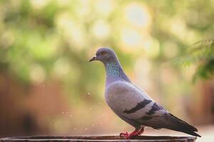 gray rock dove photo