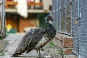 vistoso masculino pavo real frente a cámara foto