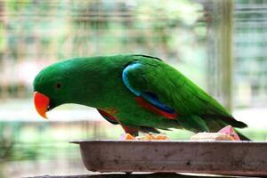 Bayan Birds, which has the scientific name Eclectus roratus or also known as the Moluccan eclectus, is a parrot native to the Maluku Islands. photo