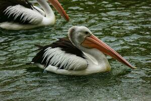The parrot or pelican is a water bird that has a pouch under its beak, and is part of the Pelecanidae bird family. photo