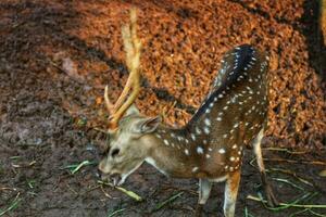 Rusa Totol with the scientific name Axis axis at Zoo in Ragunan. Other names are Spotted deer photo