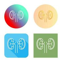 Kidney Vector Icon