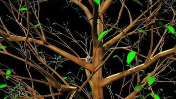 renderização 3d botânica de árvore de bétula video