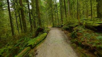 lisse vol entre le des arbres proche à branches dans une fabuleux printemps forêt video