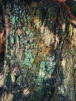 A mossy bark of a tree. photo