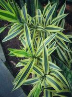 Spider plant or Parisian lily is a plant with the Latin name Chlorophytum comosum photo