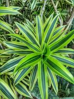 Spider plant or Parisian lily is a plant with the Latin name Chlorophytum comosum photo