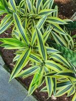 Spider plant or Parisian lily is a plant with the Latin name Chlorophytum comosum photo